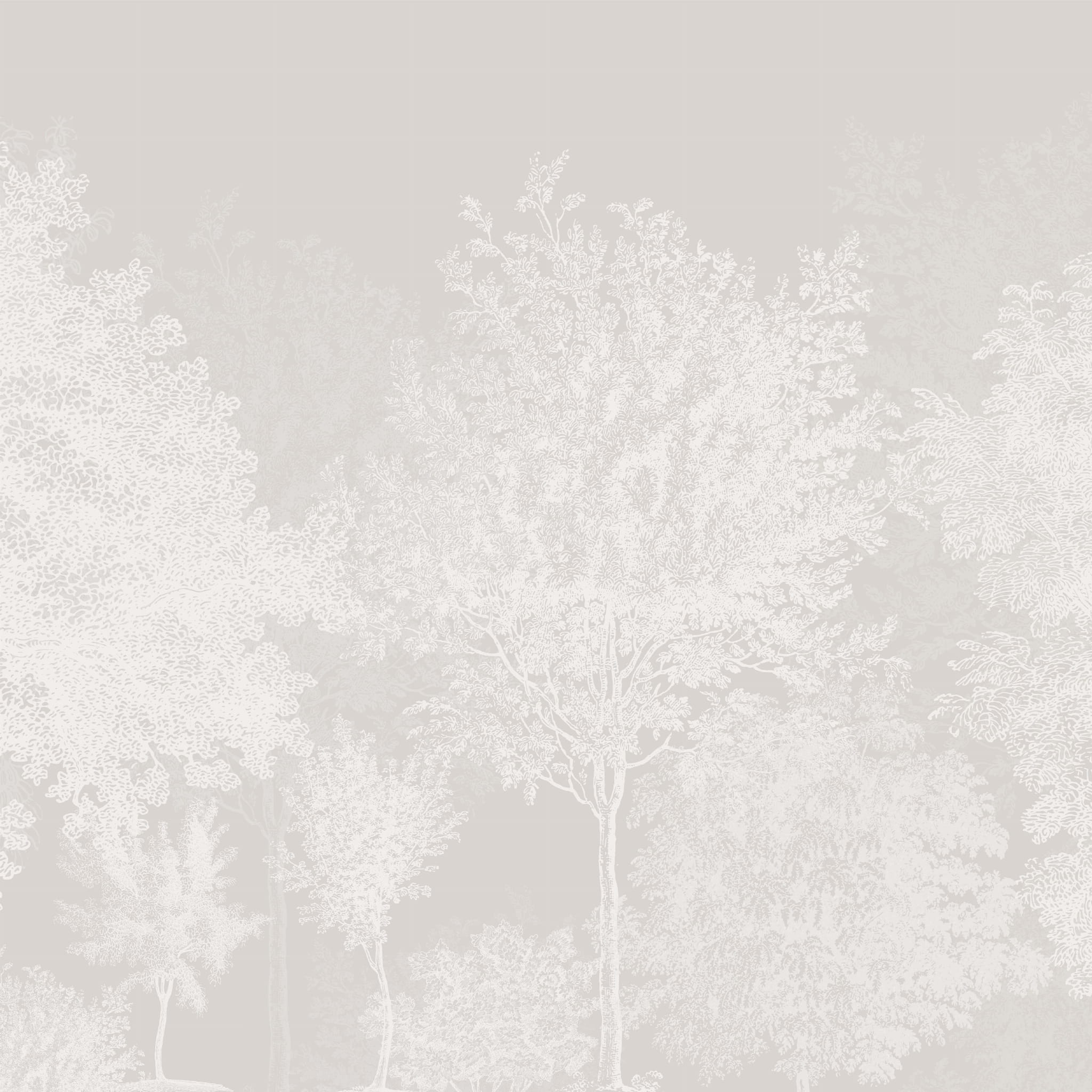 Tapeta mural drzewa biel